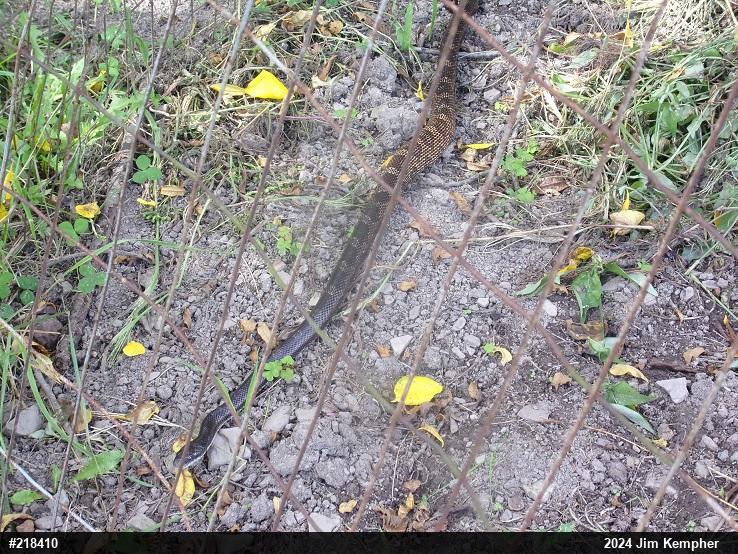 Eastern Ratsnake