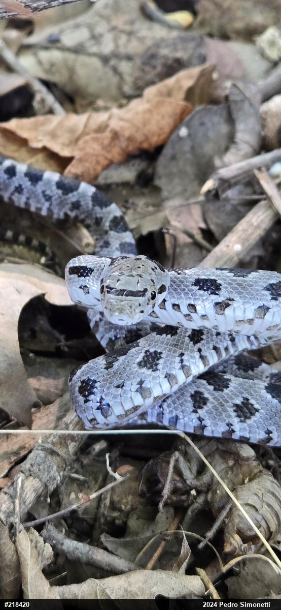 Eastern Ratsnake