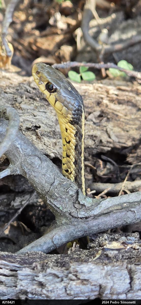 Eastern Gartersnake