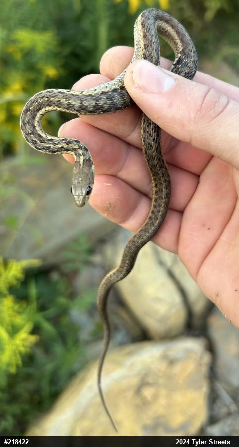 Eastern Gartersnake