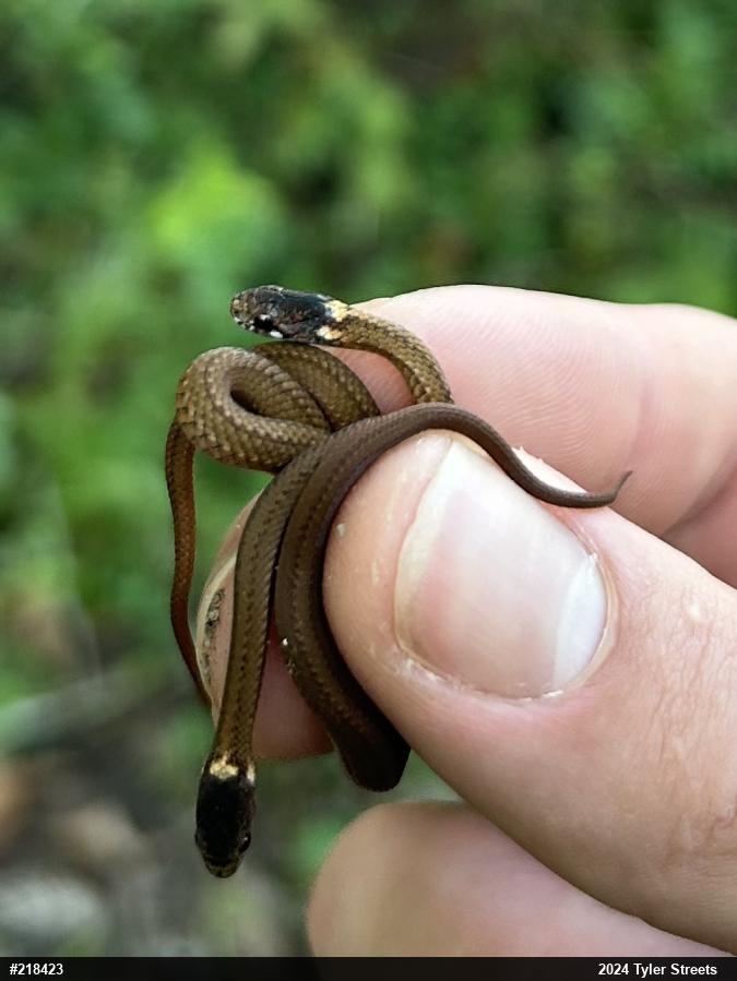 Red-bellied Snake