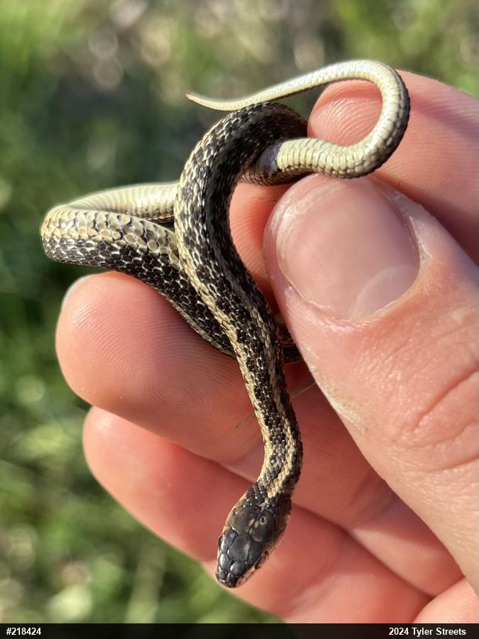 Eastern Gartersnake