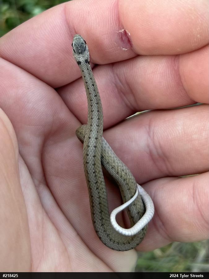 Dekay's Brownsnake