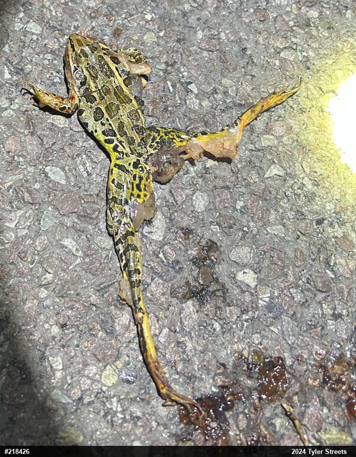 Pickerel Frog