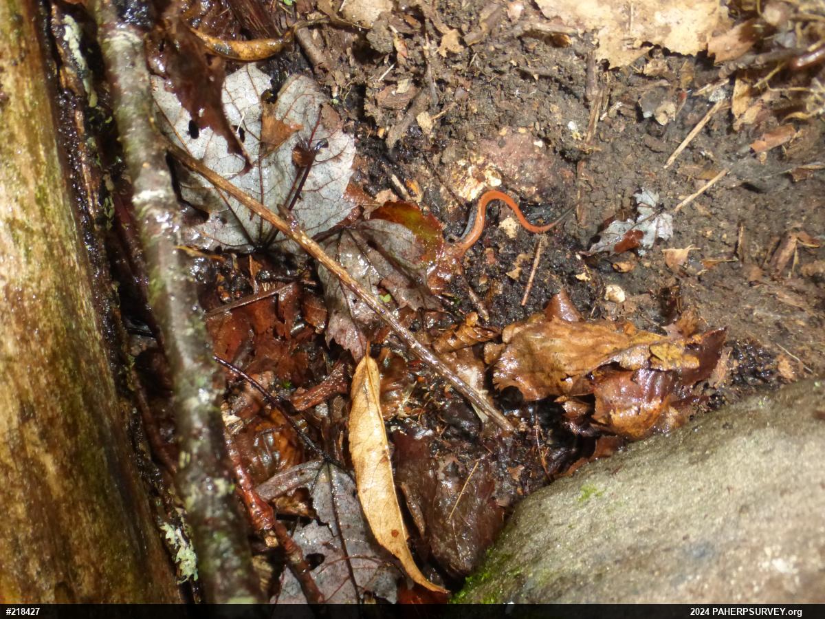 Eastern Red-backed  Salamander