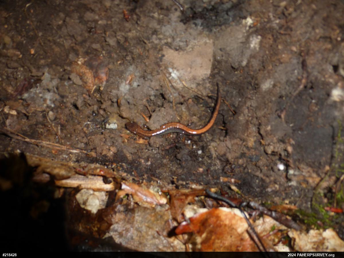Eastern Red-backed  Salamander