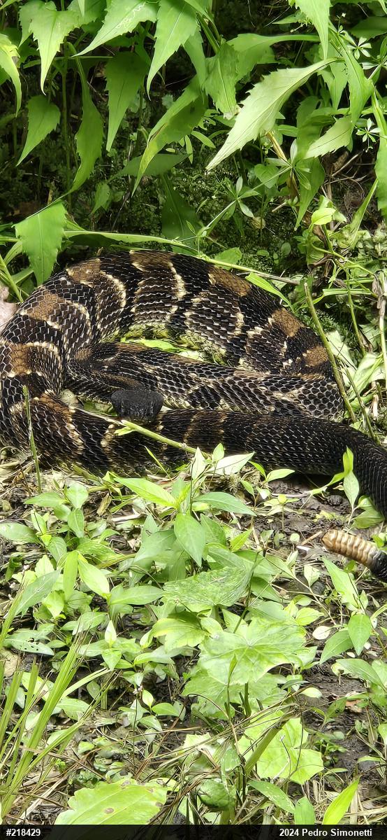 Timber Rattlesnake
