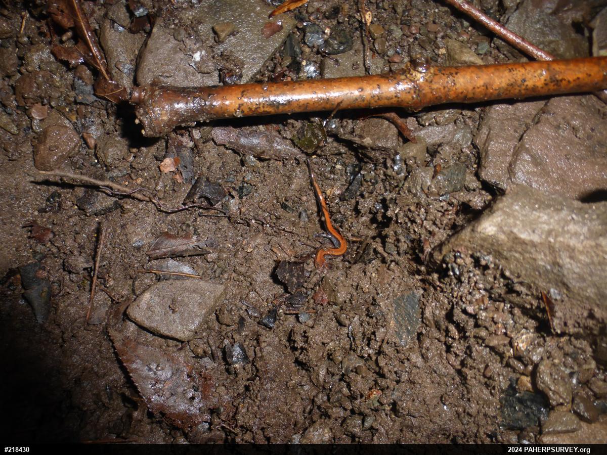 Eastern Red-backed  Salamander