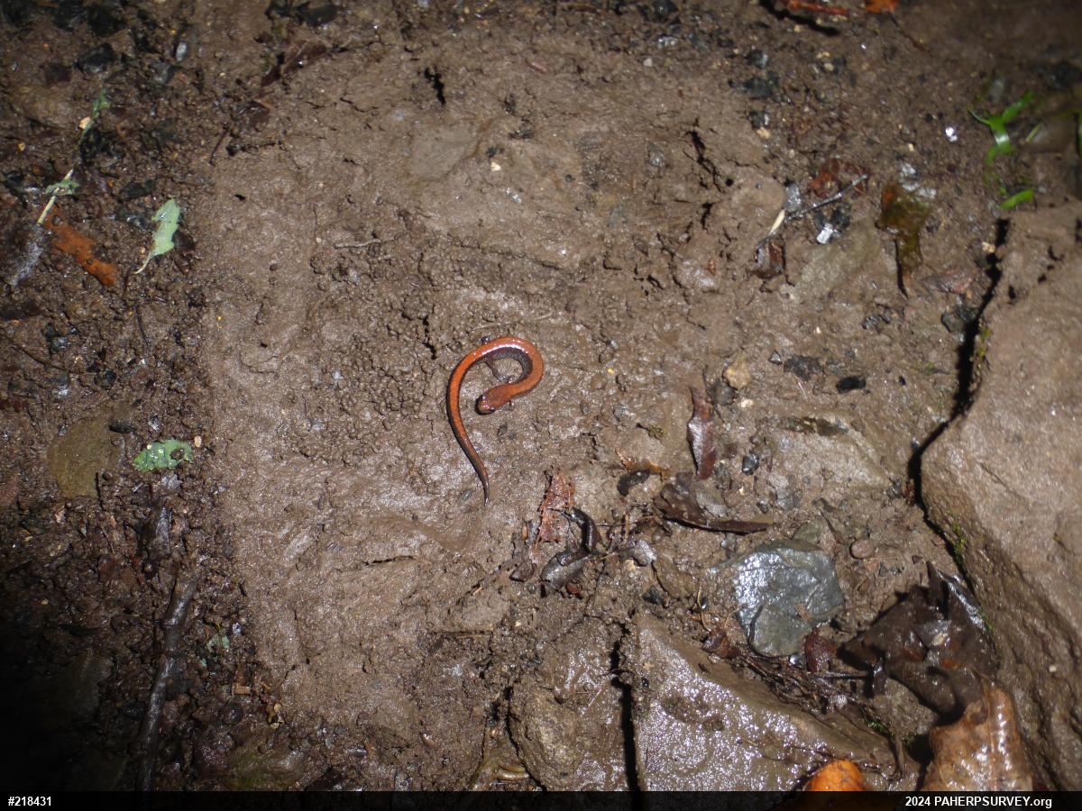 Eastern Red-backed  Salamander