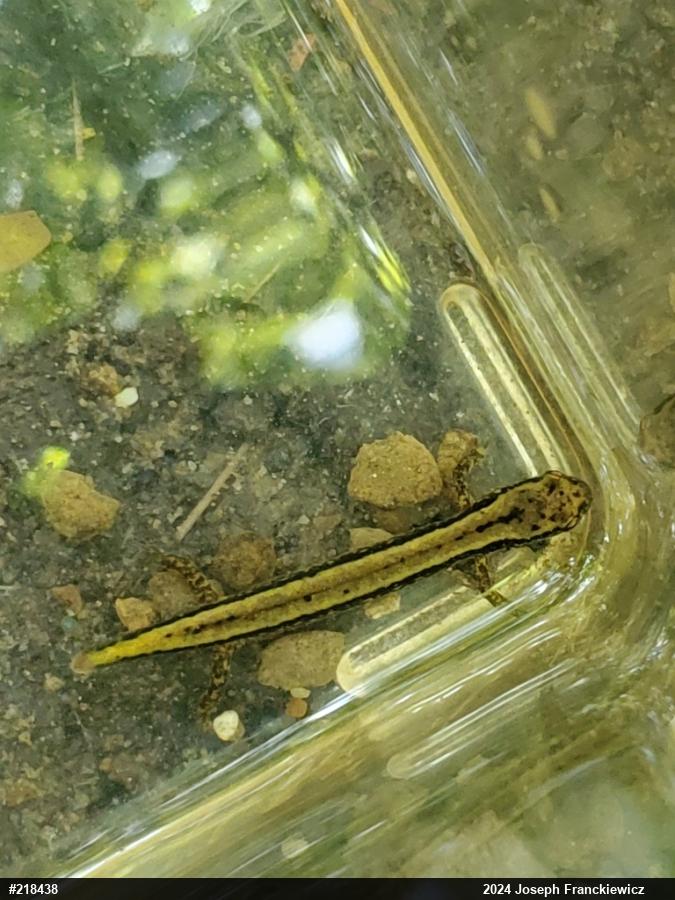 Northern Two-lined Salamander
