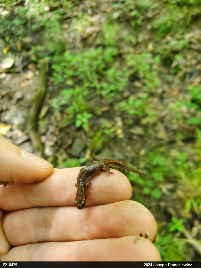 Northern Dusky Salamander