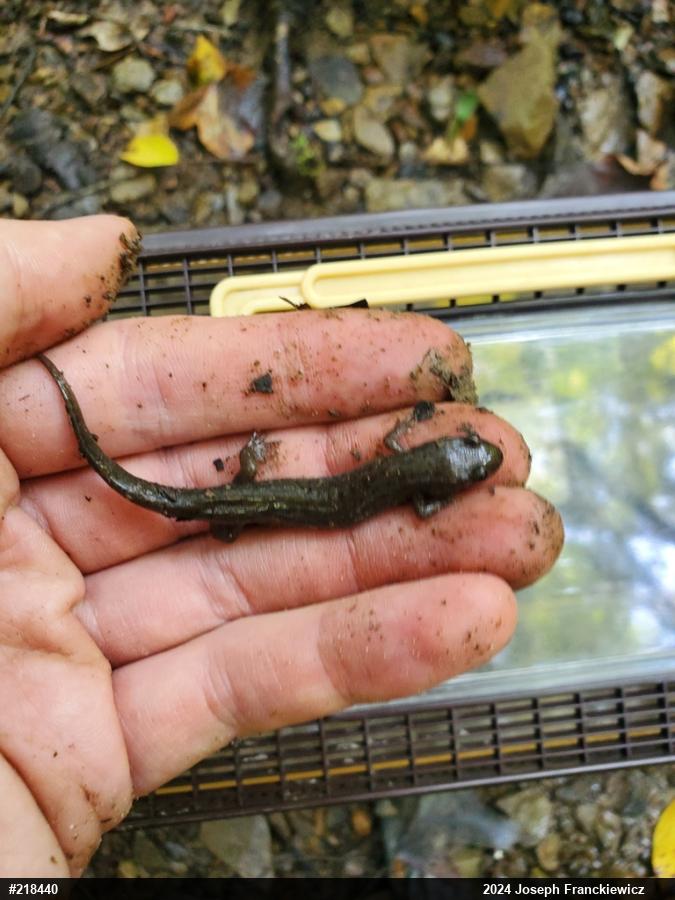 Northern Dusky Salamander