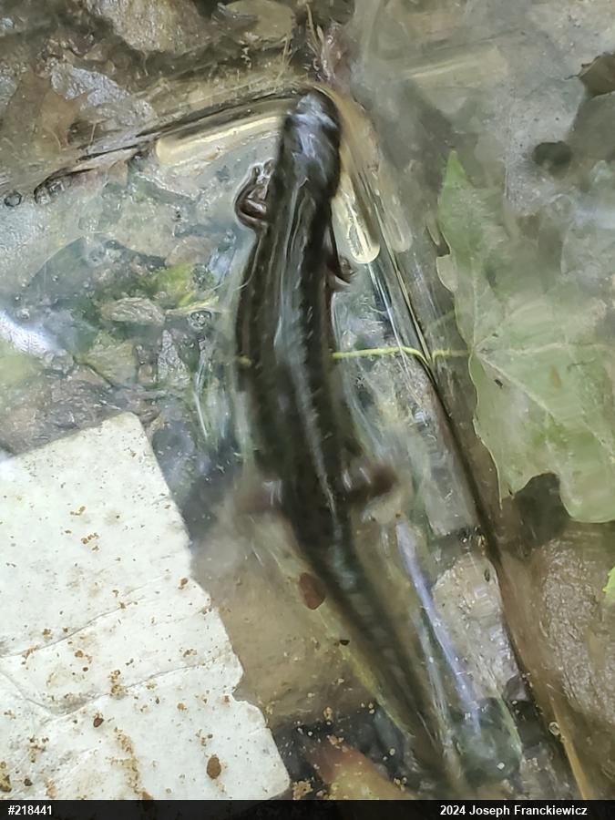 Northern Dusky Salamander