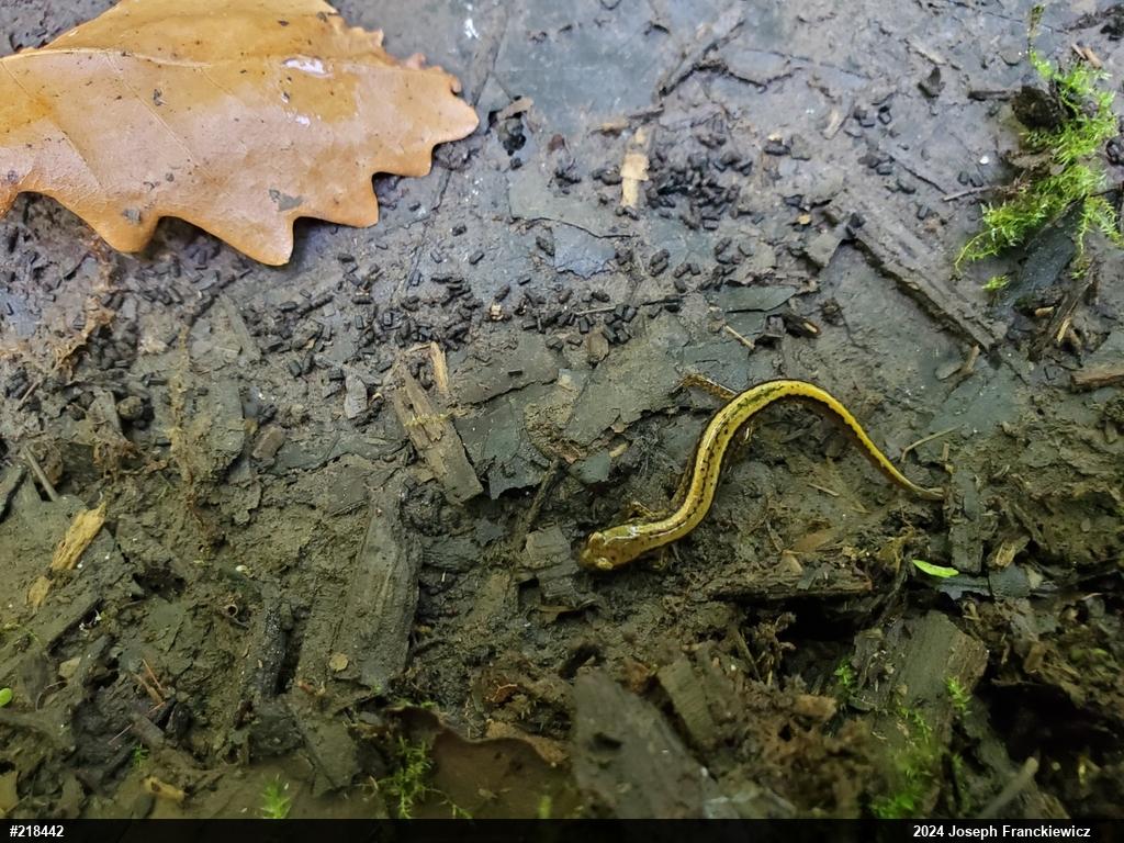 Northern Two-lined Salamander