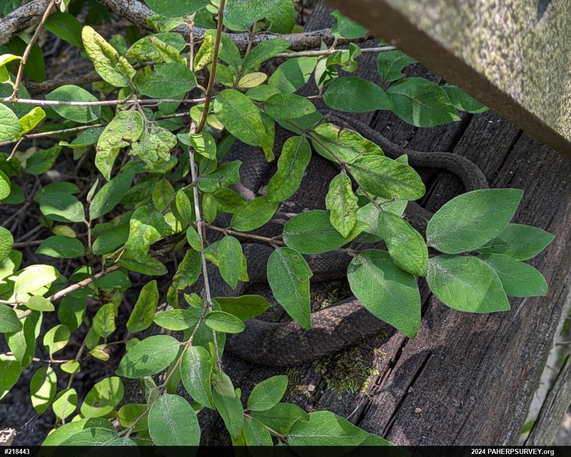 Northern Watersnake
