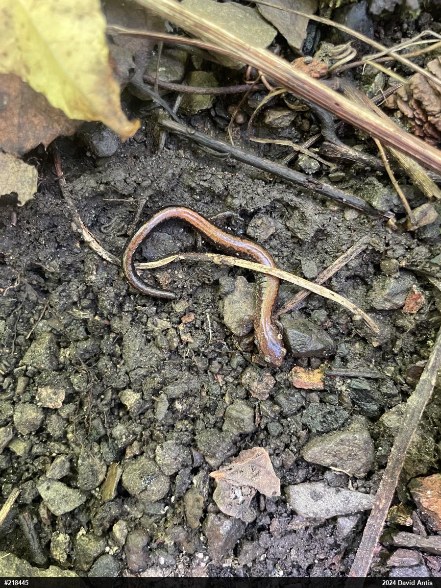 Eastern Red-backed  Salamander