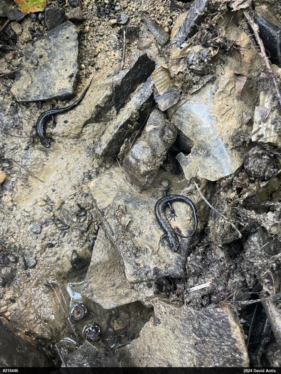 Allegheny Mountain Dusky Salamander