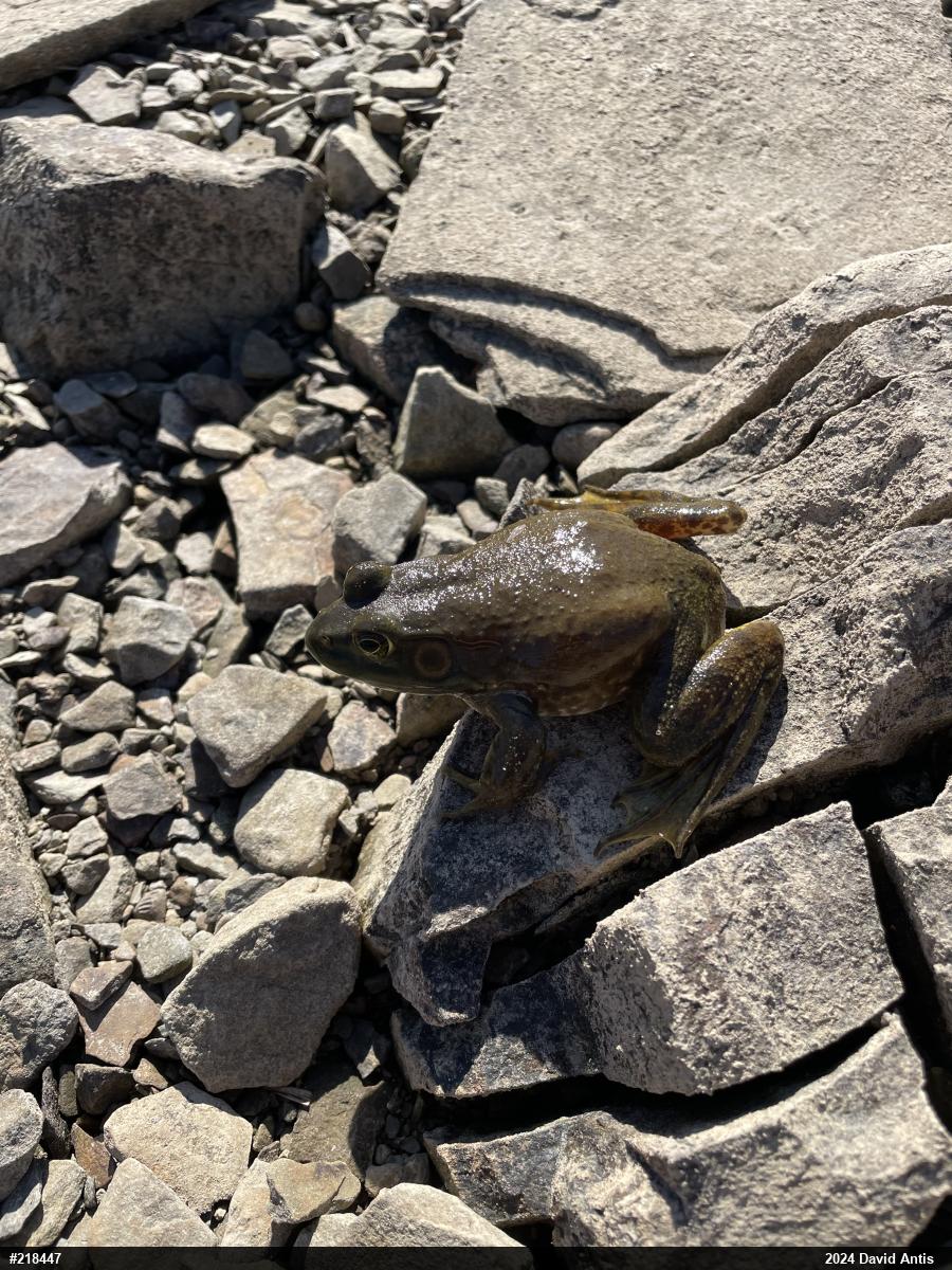 American Bullfrog