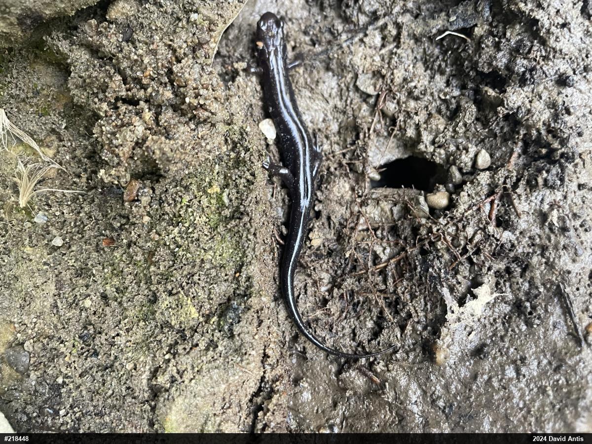 Allegheny Mountain Dusky Salamander