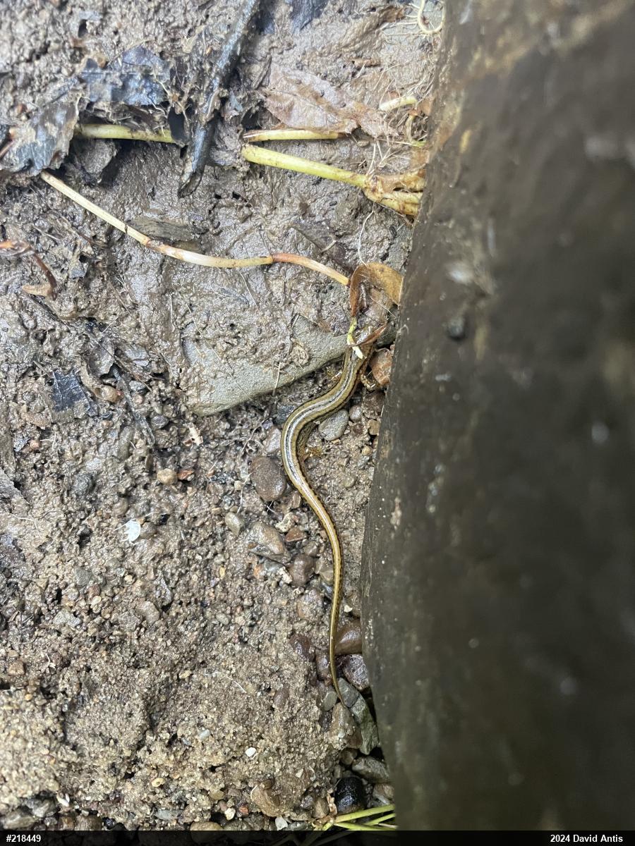 Northern Two-lined Salamander