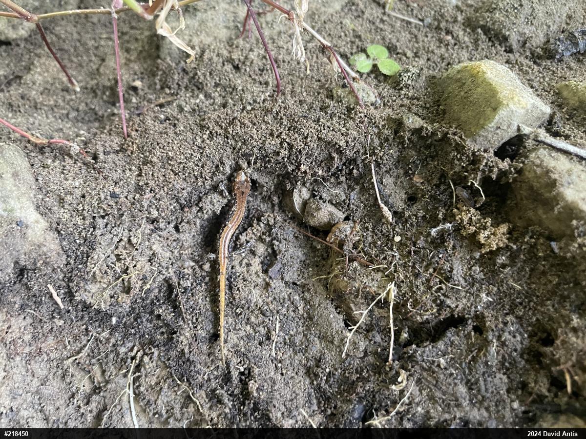 Allegheny Mountain Dusky Salamander
