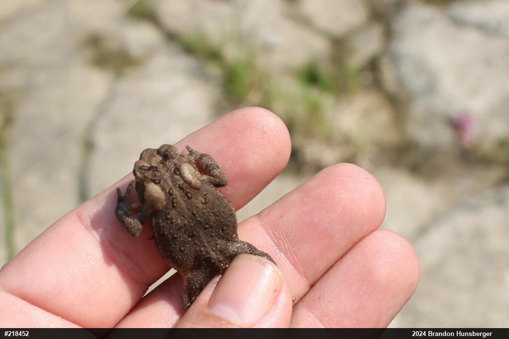 Eastern American Toad