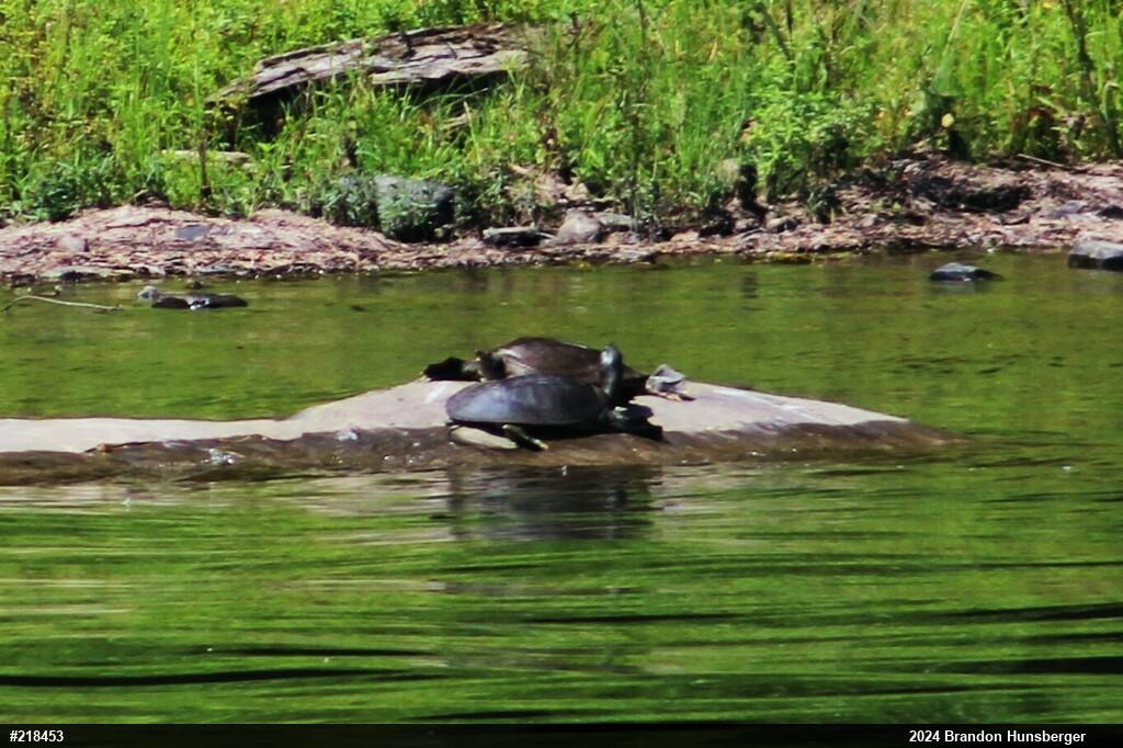 Eastern Spiny Softshell