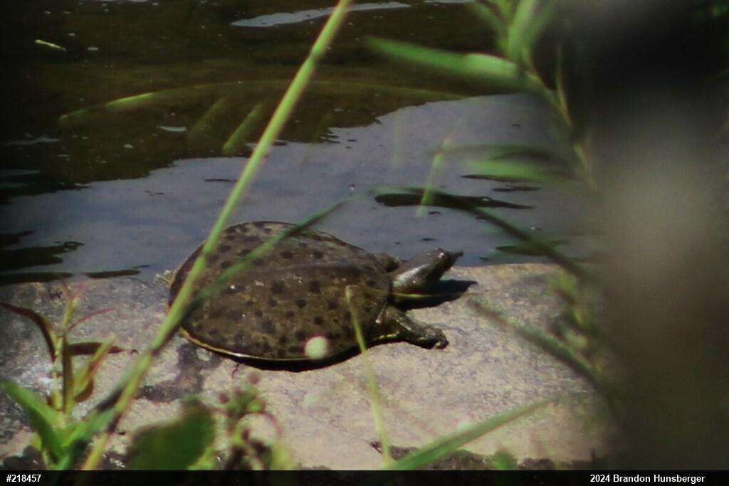 Eastern Spiny Softshell