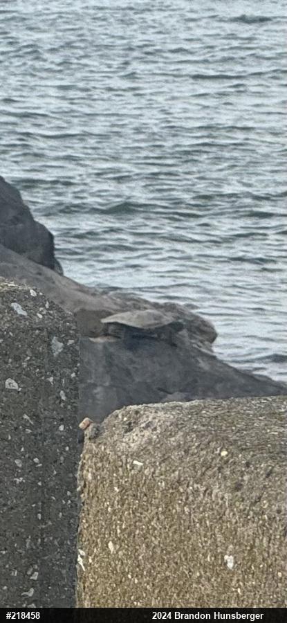 Northern Map Turtle