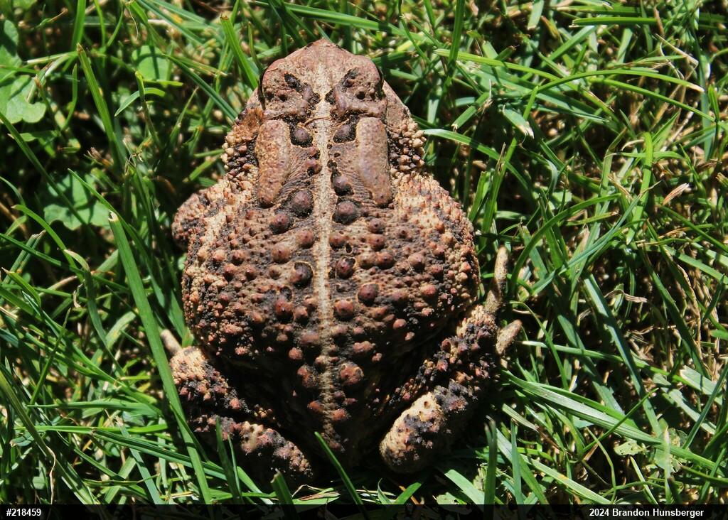 Eastern American Toad