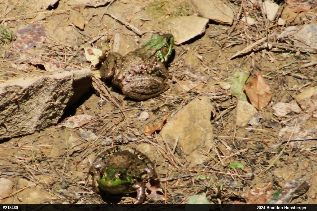 Green Frog