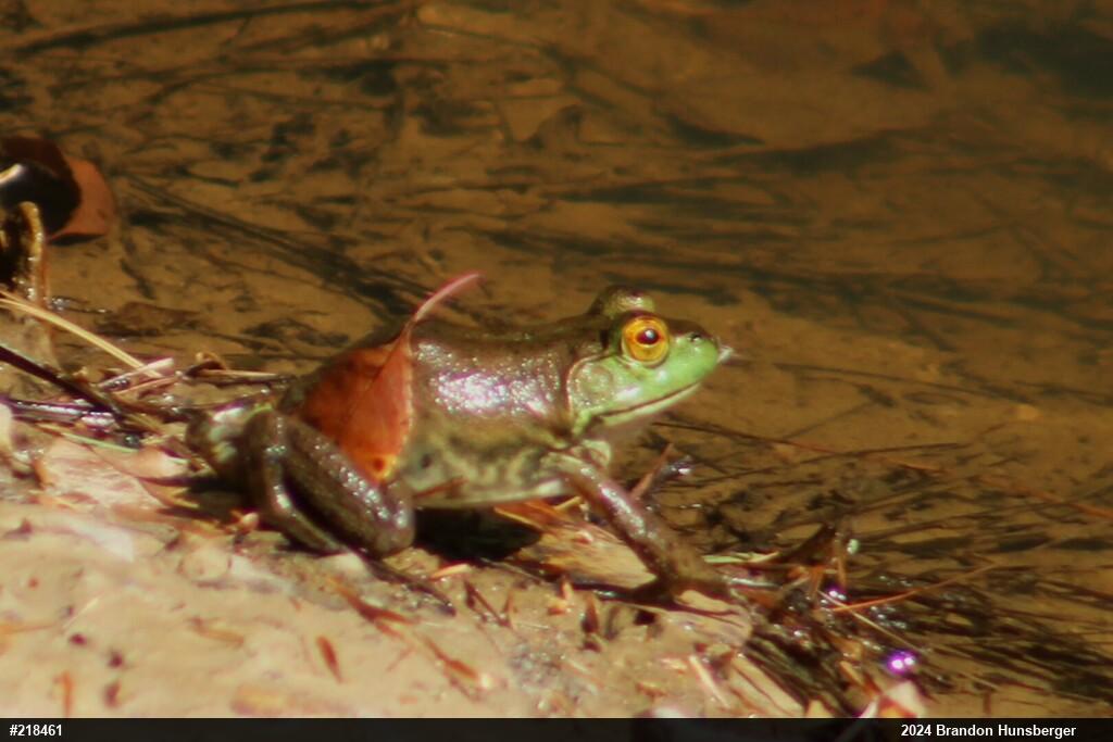 American Bullfrog