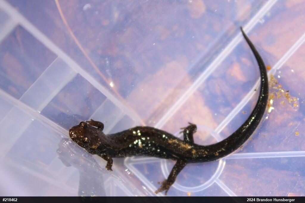 Allegheny Mountain Dusky Salamander