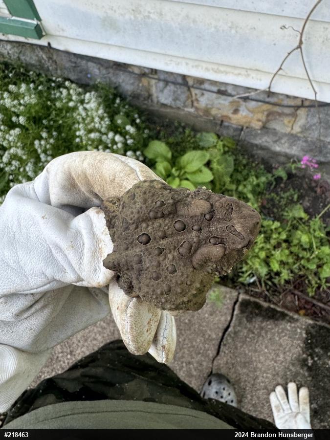 Eastern American Toad