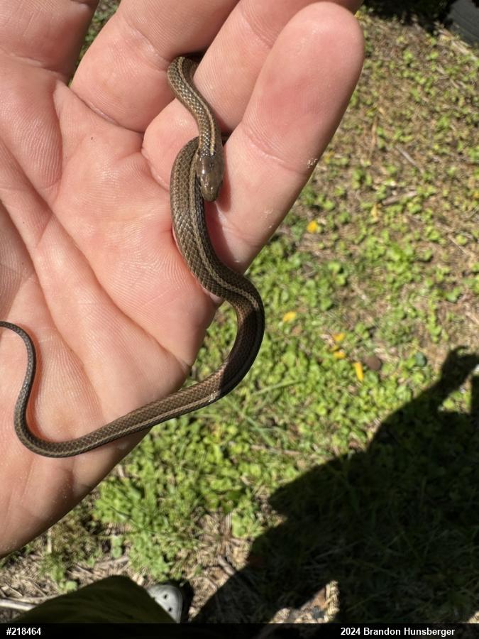 Shorthead Gartersnake