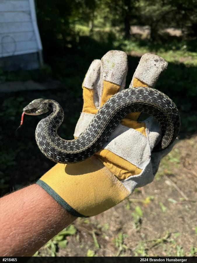 Eastern Gartersnake