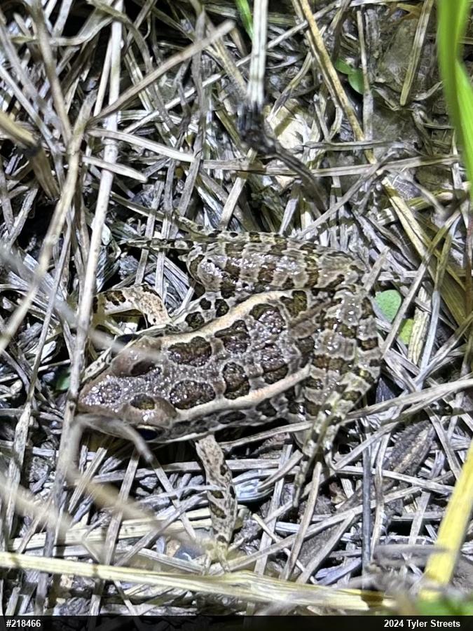 Pickerel Frog