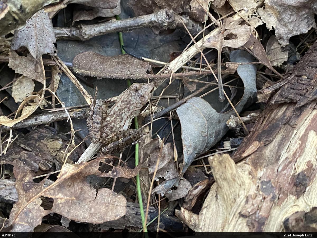 Wood Frog