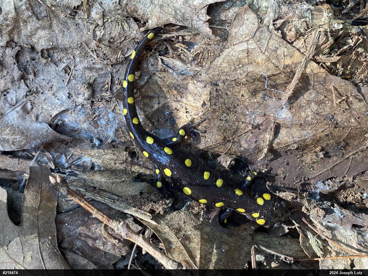 Spotted Salamander