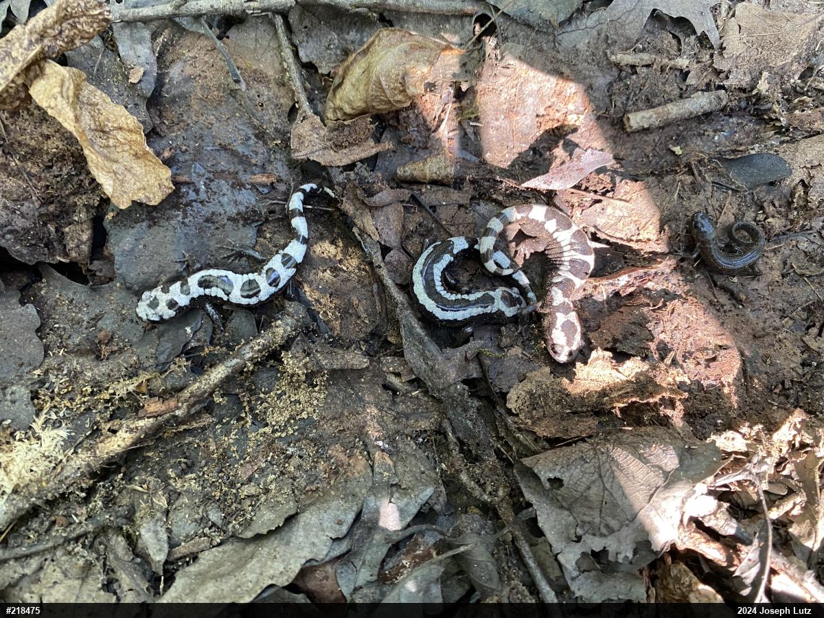 Marbled Salamander