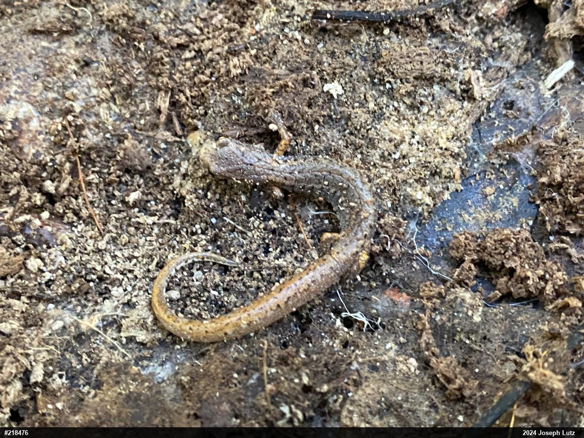 Four-toed Salamander