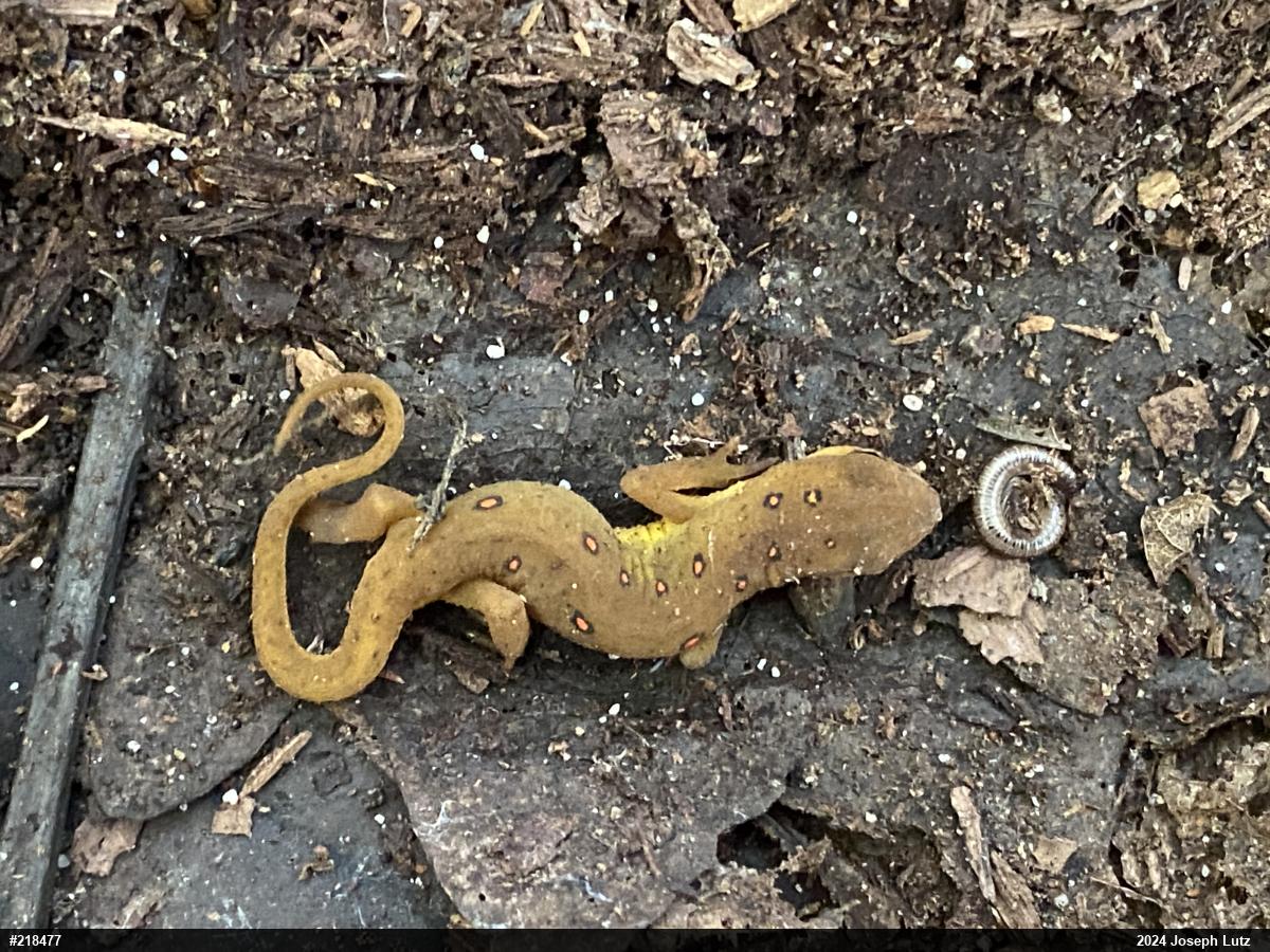 Red-spotted Newt