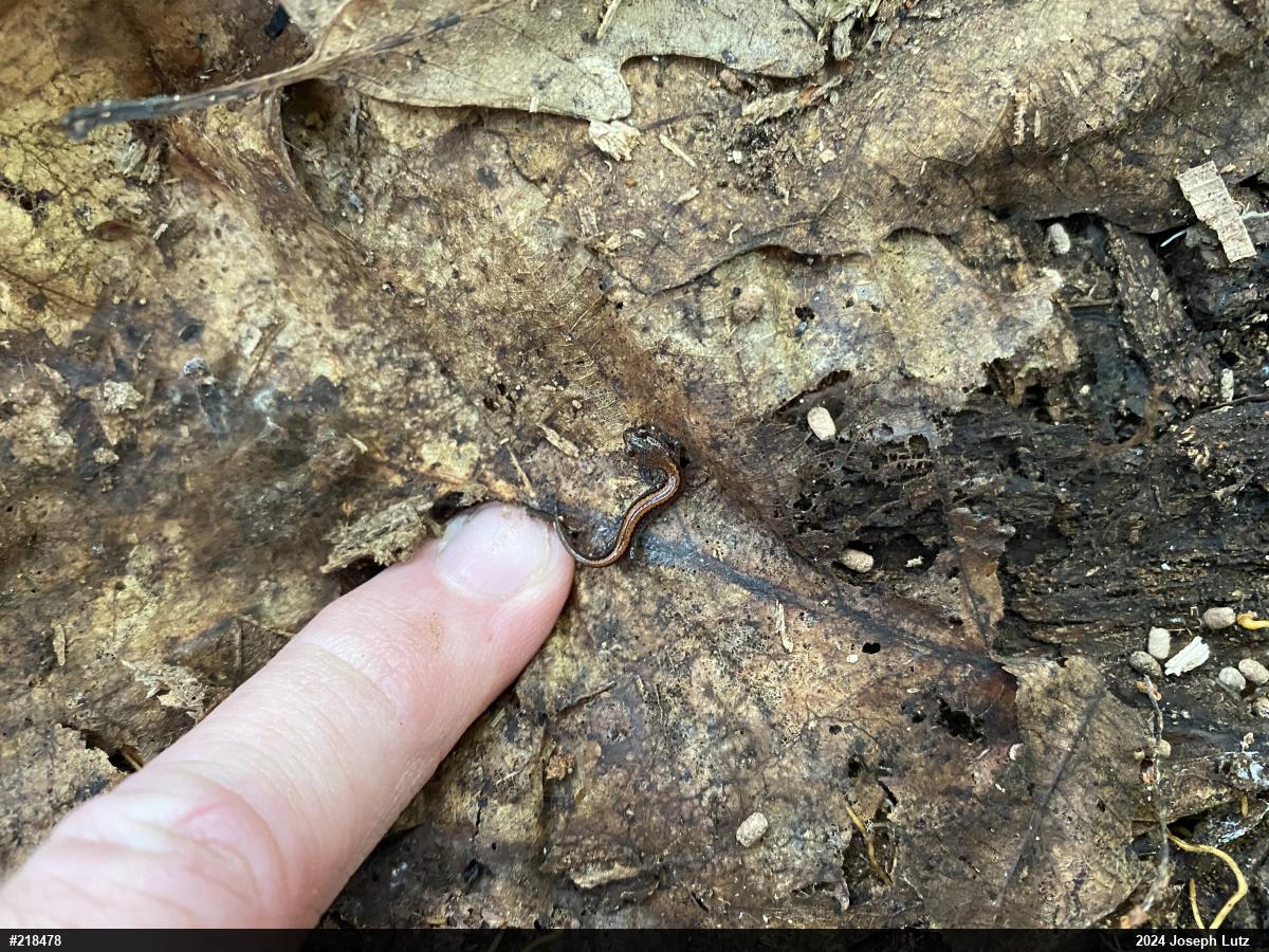 Eastern Red-backed  Salamander