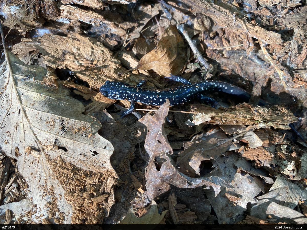 Northern Slimy Salamander
