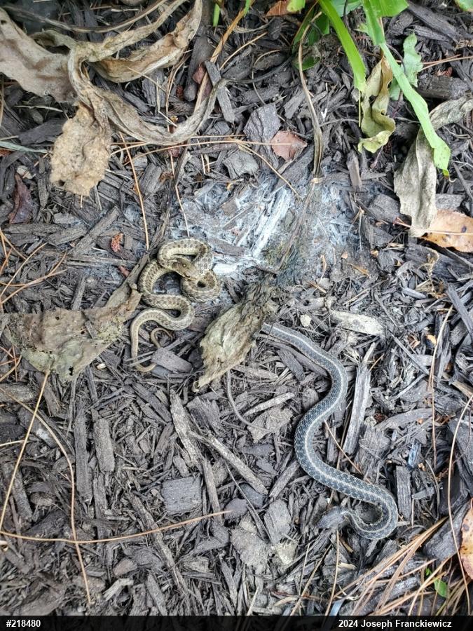 Eastern Gartersnake