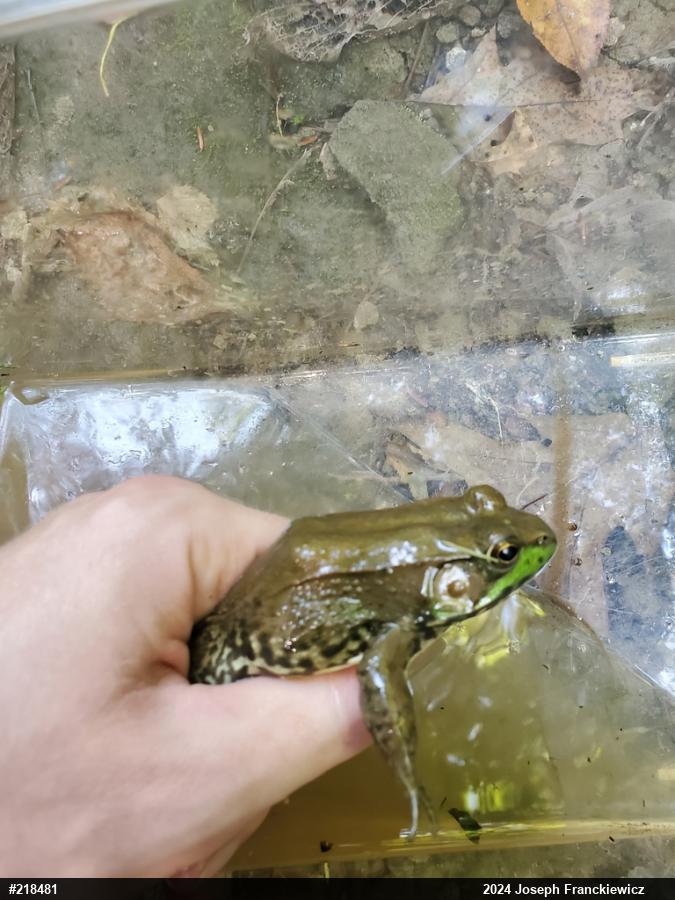 Green Frog