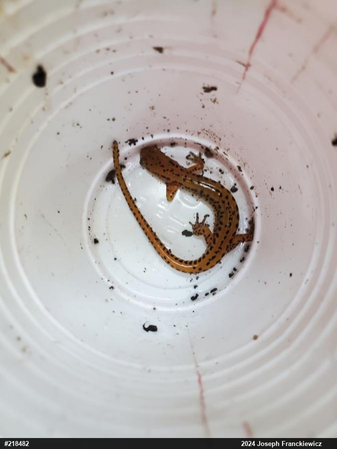 Eastern Long-tailed Salamander