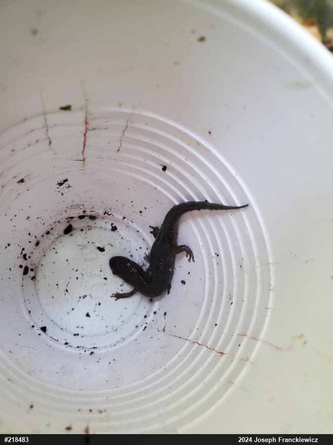 Northern Dusky Salamander
