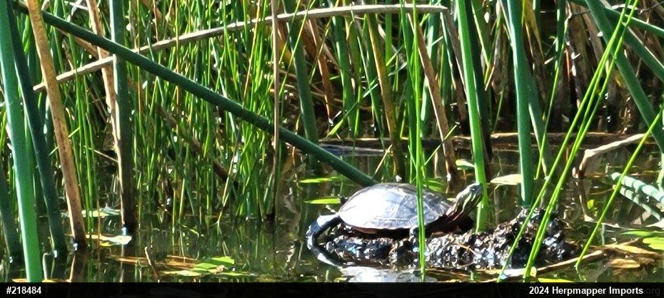Painted Turtle