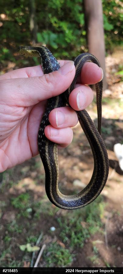 Eastern Gartersnake
